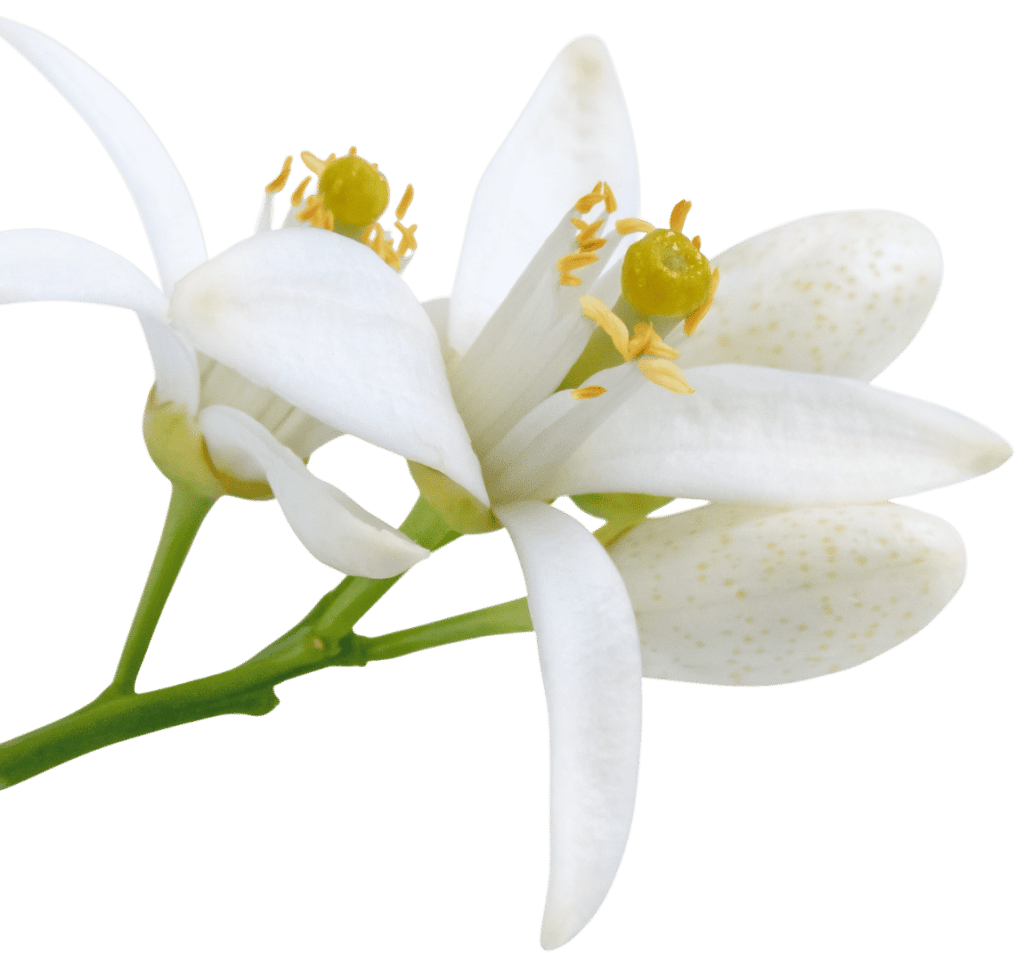 Fleur blanche