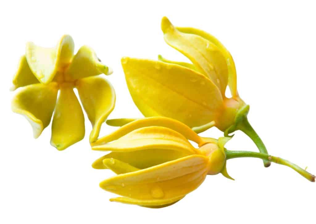 Fleur Ylang Ylang jaune