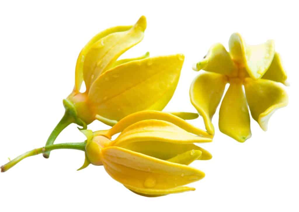 Fleur Ylang Ylang jaune